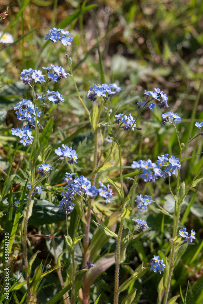 A group of wild Forget-me-not flowers flowering in springtime A group of wild Forget-me-not flowers flowering in springtime