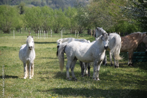 Grey playful thug horse ponies team