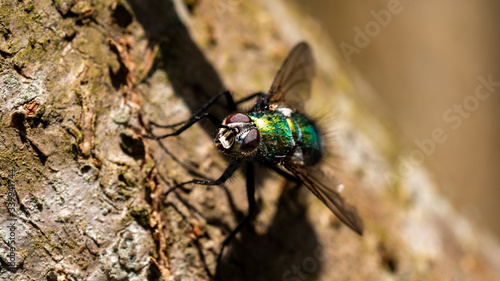 common green bottle fly