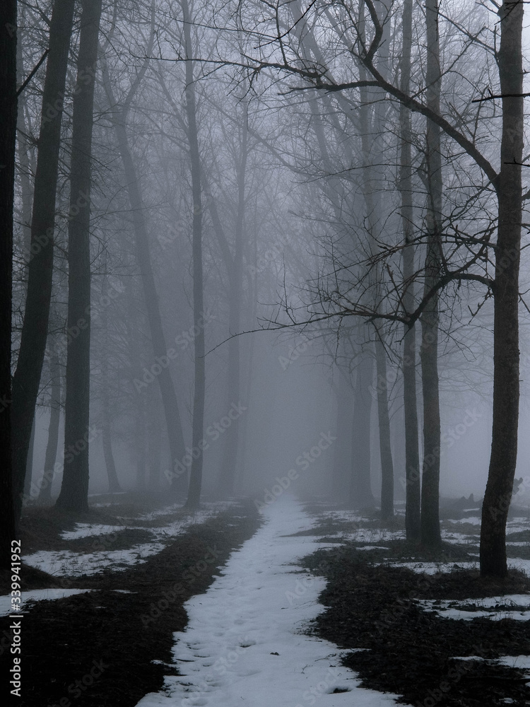A foggy morning in late autumn A foggy morning in late autumn