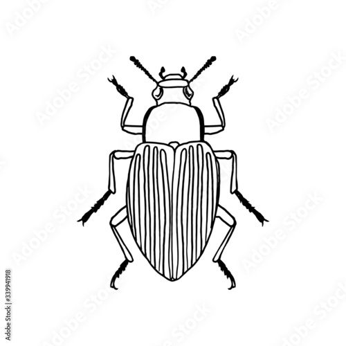 Outlined illustration hand-drawn beetle isolated on white background for children learning and colouring. Vector graphic.