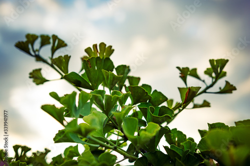 Ginkgo biloba leaves on tree branches (Yin Xing) against cloudy sky. Chinese garden