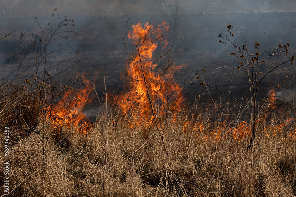 The dry grass in the field burns inflated by a strong wind The dry grass in the field burns inflated by a strong wind