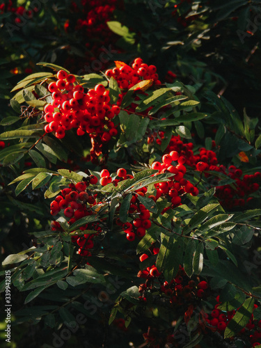 Clusters of red mountain ash in autumn
