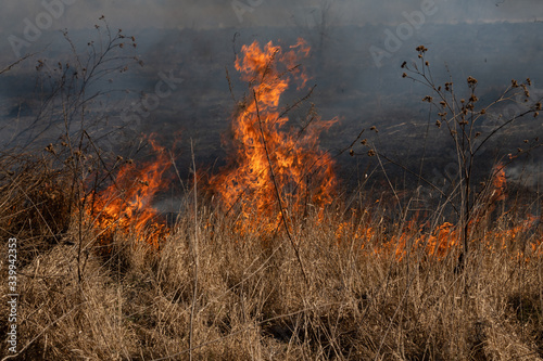 The dry grass in the field burns inflated by a strong wind © spritnyuk