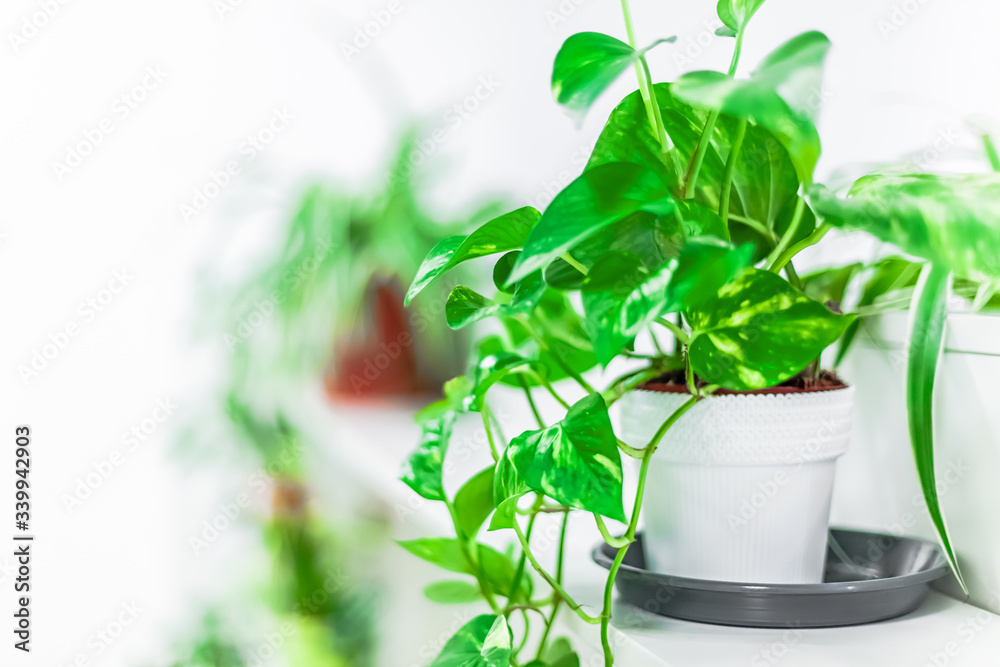 Green plants home decoration on white background Green plants home decoration on white background