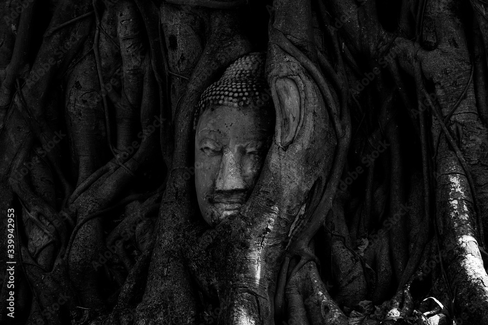 Magical head of sandstone buddha in trunk or roots tree at Magical head of sandstone buddha in trunk or roots tree at