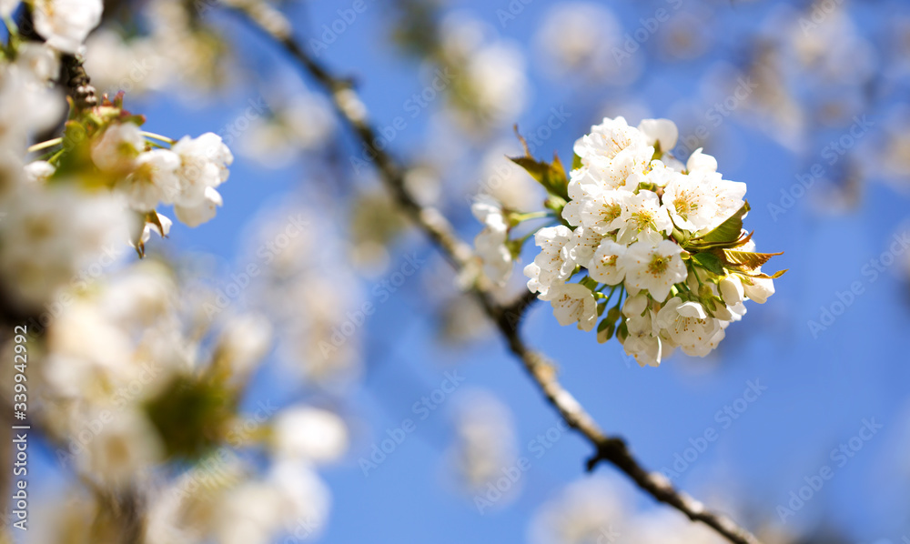 Flowers of the cherry blossoms on a spring day Flowers of the cherry blossoms on a spring day