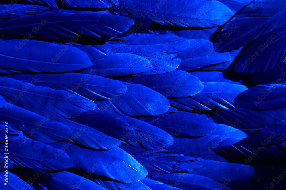 Obraz premium Abstract blue feathers. Background for design.