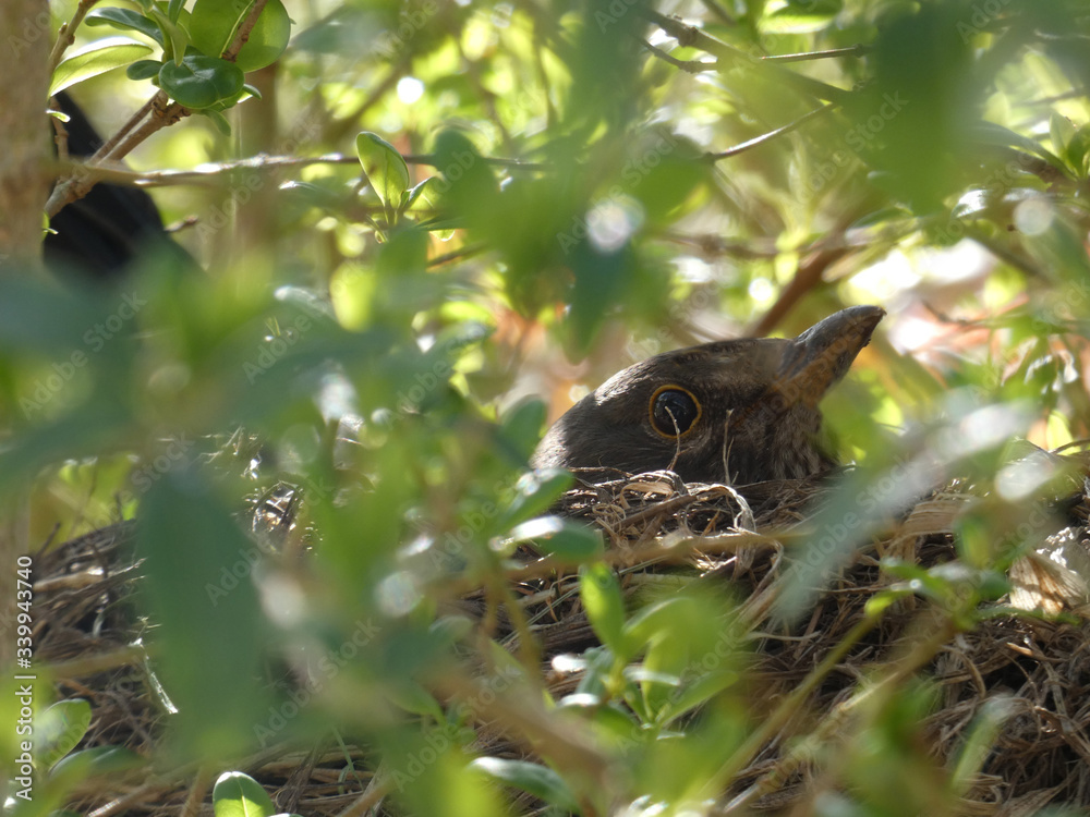 Amsel beim Brüten im Nest Amsel beim Brüten im Nest