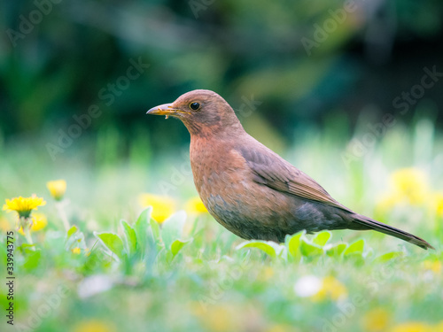 female blackbird in the garden with worms in her beak