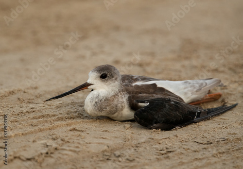 Black-winged Stilt injured photo