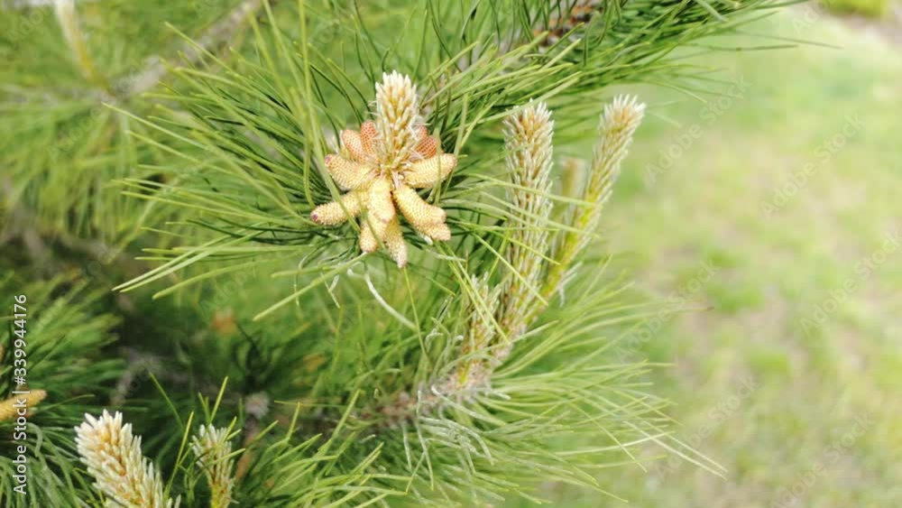 precipitation of pollen from pine cones lodgepole pine pinus contorta sylvestris precipitation of pollen from pine cones lodgepole pine pinus contorta sylvestris