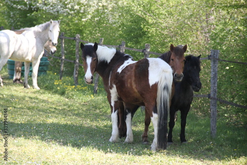 Playful thug horse ponies team