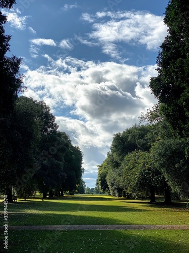 Trees in a park with blue sky and atmospheric clouds