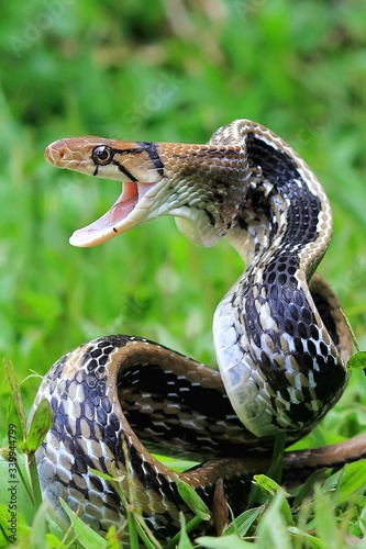 Tablou pe pânză snake in the grass
