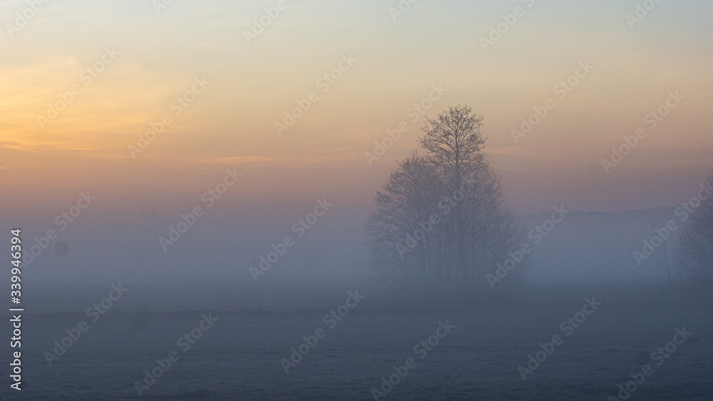 Samotne drzewa we mgle 