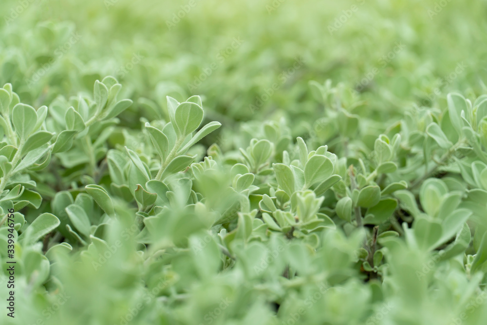 Close up and blurred of Barometer bush green leaves for nature background. Close up and blurred of Barometer bush green leaves for nature background.
