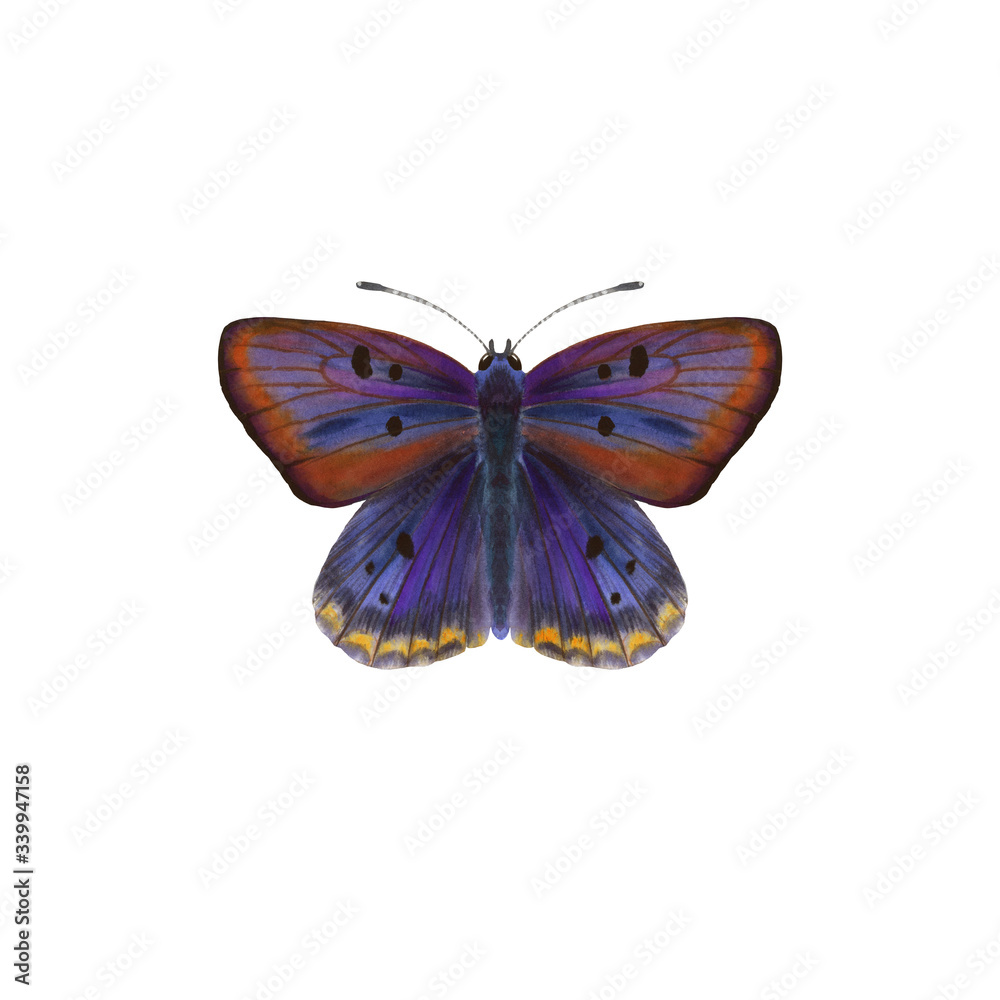 Butterfly isolated on a white background. Drawing with watercolors on paper. Butterfly isolated on a white background. Drawing with watercolors on paper.