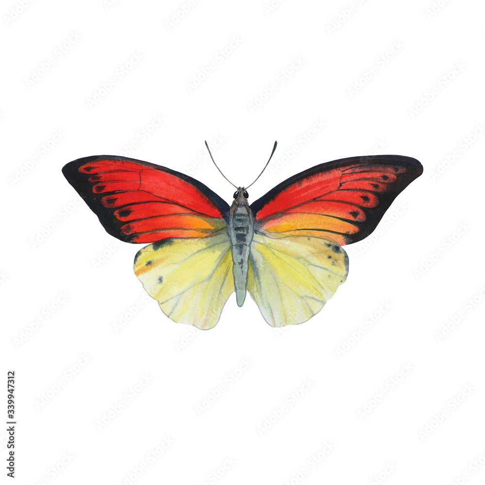 Butterfly isolated on a white background. Bright butterfly painted by watercolor. single