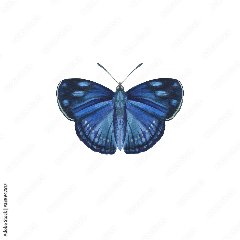 Butterfly of blue color isolated on a white background. watercolor painted butterfly on paper. single for background, texture, pattern, greeting card Butterfly of blue color isolated on a white background. watercolor painted butterfly on paper. single for background, texture, pattern, greeting card