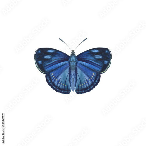 Butterfly of blue color isolated on a white background. watercolor painted butterfly on paper. single for background, texture, pattern, greeting card © Sergei