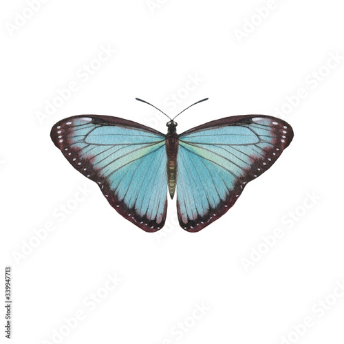 Turquoise color butterfly isolated on white background. Graceful watercolor painted butterfly on paper. single for background, texture, pattern, greeting card. © Sergei