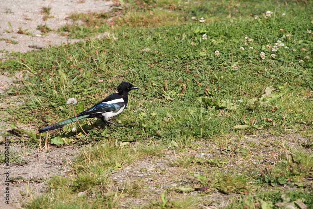 blackbird on the grass