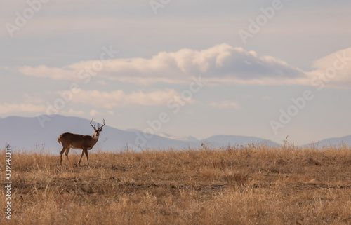 Whitetail deer Buck in Colorado in Autumn