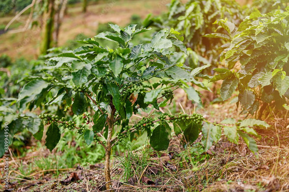 Obraz premium Close up coffee tree