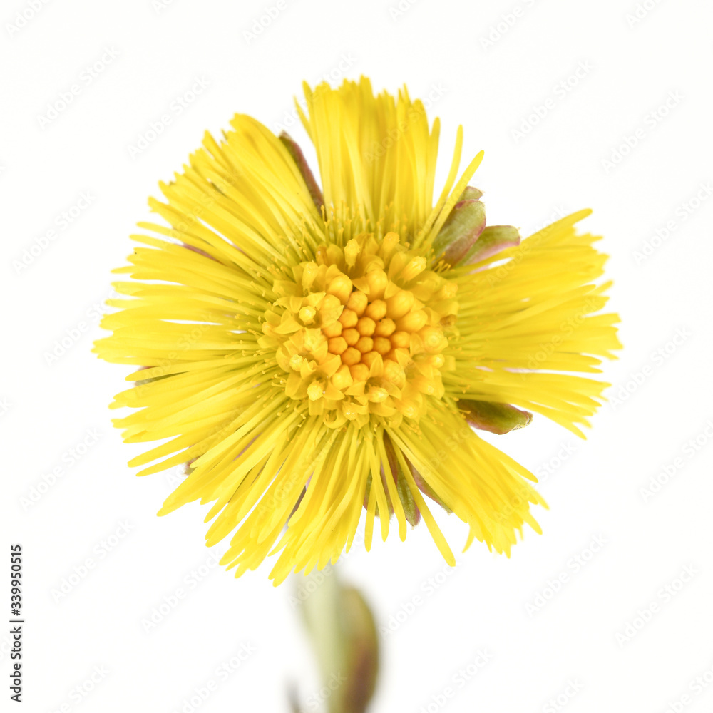 Tussilago farfara flowers - springs plant Tussilago farfara flowers - springs plant