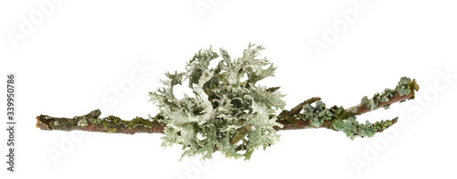 Lichen on wood isolated on white photo
