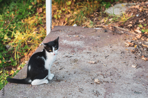 Inspecting Cat