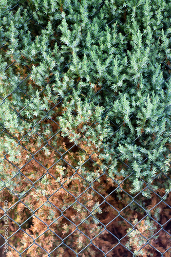 Life of Living Fence