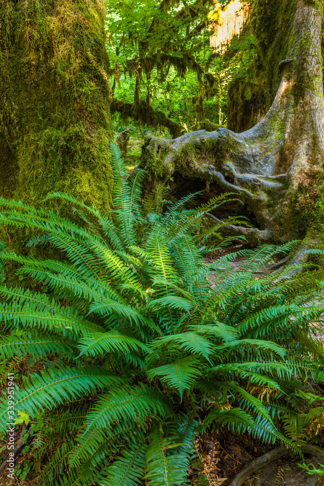Obraz premium Big Ferns on Hall of Mosses Trail in the Hoh Rain Forest iin Olypmic National Park in Washington State in the United States.
