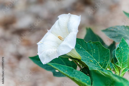 Sacred Datura  Flower Datura Wrightii  photo