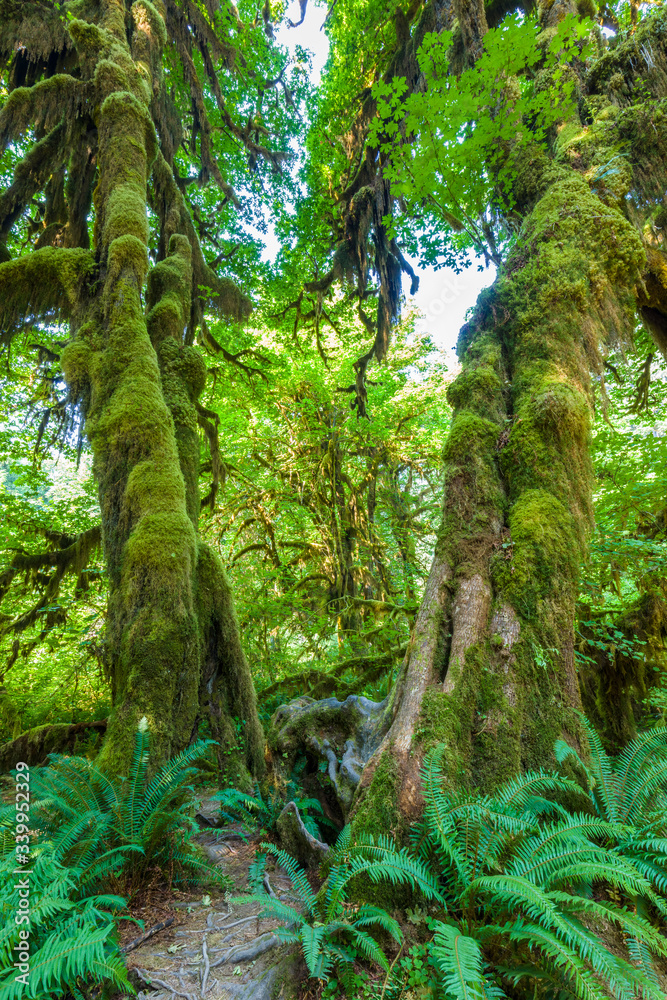 Big Ferns on Hall of Mosses Trail in the Hoh Rain Forest iin Olypmic National Park in Washington State in the United States.
