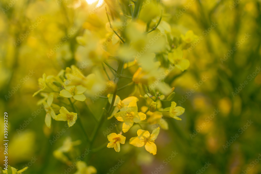 Wild flowers shot with gorgeous sunset light. Wild flowers shot with gorgeous sunset light.