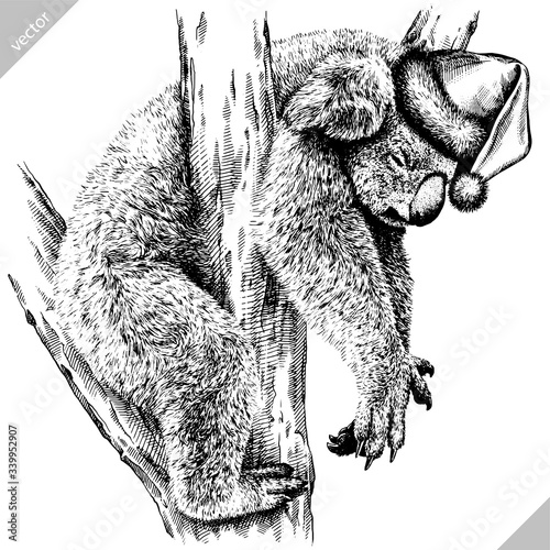 Photography black and white engrave isolated Koala illustration