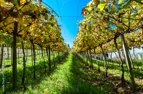 Estrada do Sabor, Vale dos Vinhedos, região de Bento Goncalves, Rio Grande do Sul, Brasil, foto de Ze Paiva, Vista Imagens.