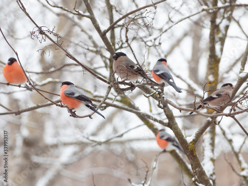 Bullfinches sit on a branch. Animals in winter. Red plumage.