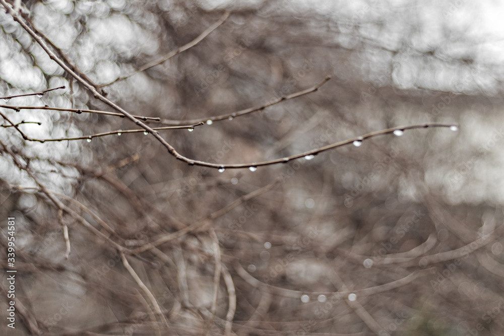 On a blurred background, bare tree branches with water droplets after spring rain. Bokeh