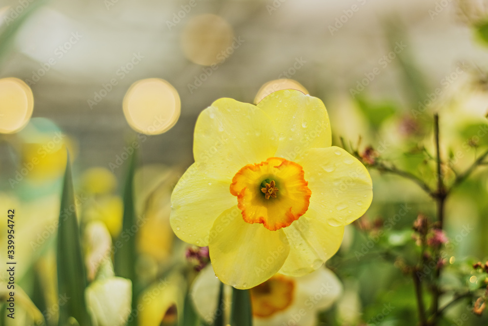 Obraz premium Close-up of a yellow Narcissus flower on a blurred background with bokeh. Spring, full bloom of the gardens.