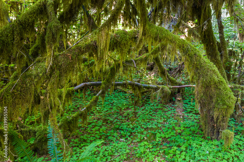 Along the Hall of Mosses Trail in the Hoh Rain Forest iin Olypmic National Park in Washington State in the United States.