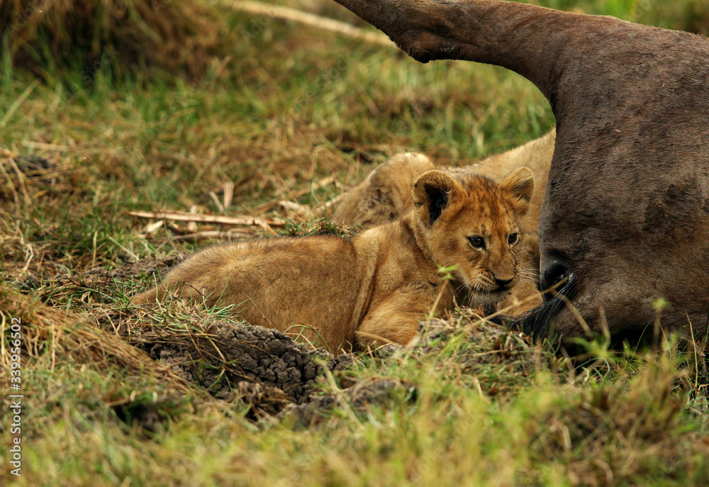 Lion cubs near a wildebeest carcass Lion cubs near a wildebeest carcass