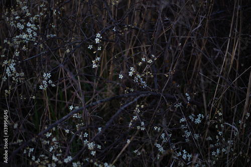 White flowers on dark tree branches
