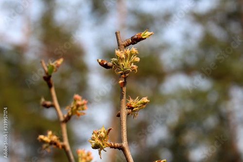 A sprig of fruit tree with blossoming young green buds on a blurry spring background © PeterPike