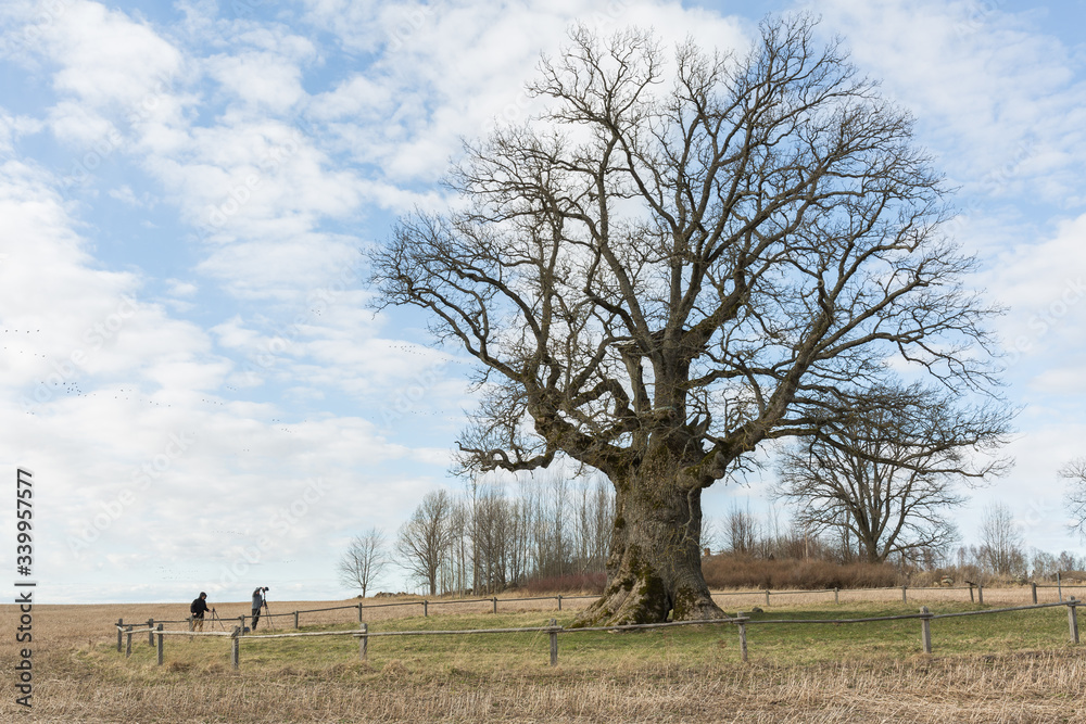 City Valmiera, Latvia. Oak trees and meadow. Travel photo. City Valmiera, Latvia. Oak trees and meadow. Travel photo.