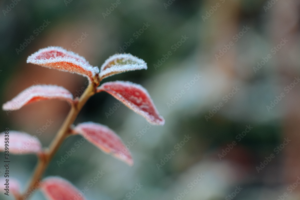 Fototapeta premium Eiskristalle/Reif auf herbstlich gefärbter Pflanze