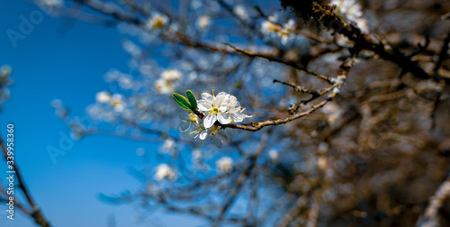 Fleur de Cerisier français 